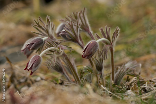 pulsatilla koreana in spring photo