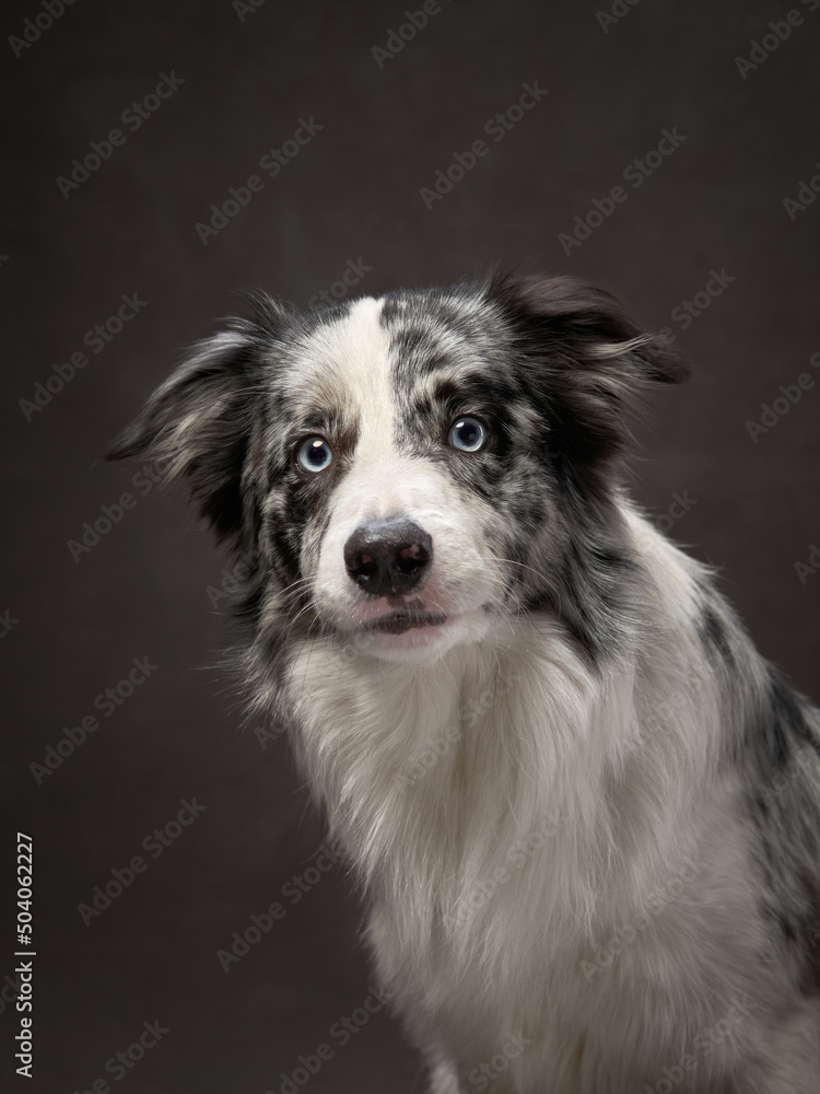 portrait of a funny border collie on a brown background canvas. Adorable pet in the studio portrait of a funny border collie on a brown background canvas. Adorable pet in the studio