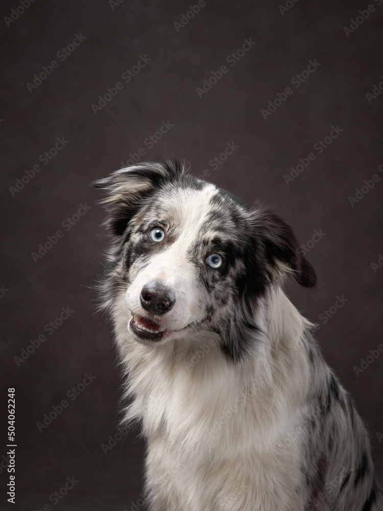 portrait of a funny border collie on a brown background canvas. Adorable pet in the studio