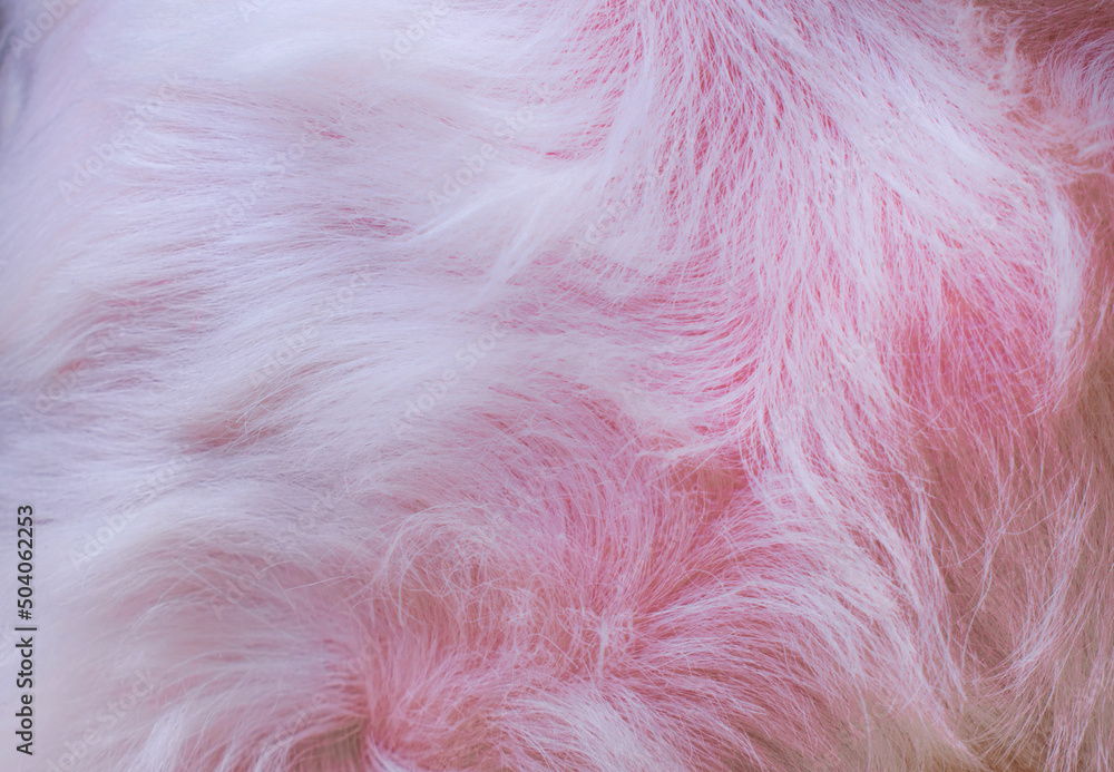 Fototapeta premium Pink dog fur texture close-up abstract fur background