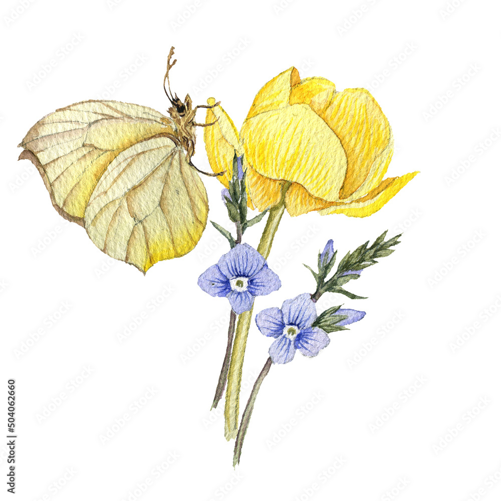 Obraz premium watercolor drawing bouquet of spring flowers and butterfly, yellow globeflower and blue speedwell isolated at white background , hand drawn botanical illustration