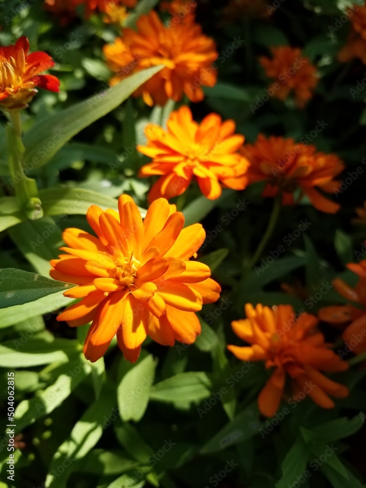 marigolds marigolds