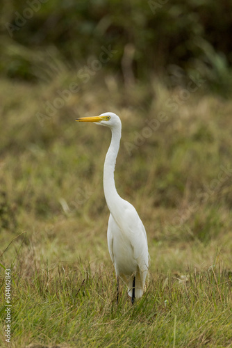 Intermediate or Plumed Egret in Queensland Australia