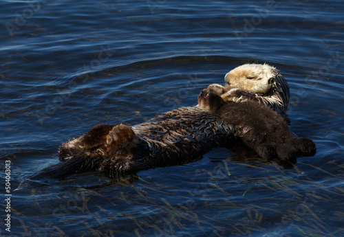 Sea Otter and its Baby Floating Together © Michael