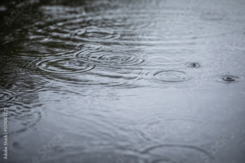 水たまりの波紋 Ripples of a puddle 