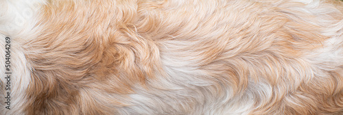 closeup dog fur texture