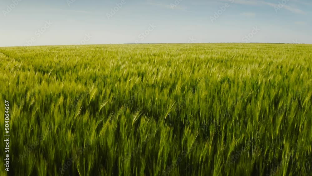 4k video. Aerial view of an agriculture landscape over a young green wheat field. Farming industry. 4k video. Aerial view of an agriculture landscape over a young green wheat field. Farming industry.