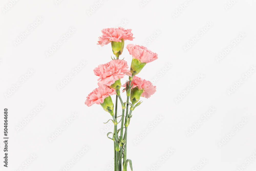 carnation mother's day blessing flowers on white background carnation mother's day blessing flowers on white background