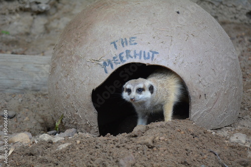 Meerkat