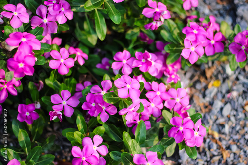 Pink catharanthus roseus flowers or madagascar periwinkle blooming in garden top view background