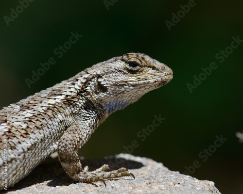 Western Fence Lizard Closeup photo