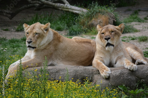 lion and lioness