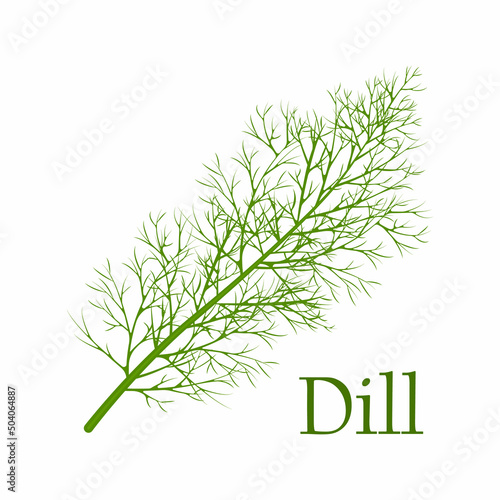Dill. A spicy seasoning for cooking. Medicinal herb. Vegetarian food.Vector illustration on a white background