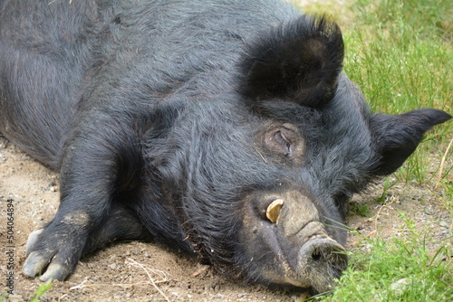 wild boar pig laying down