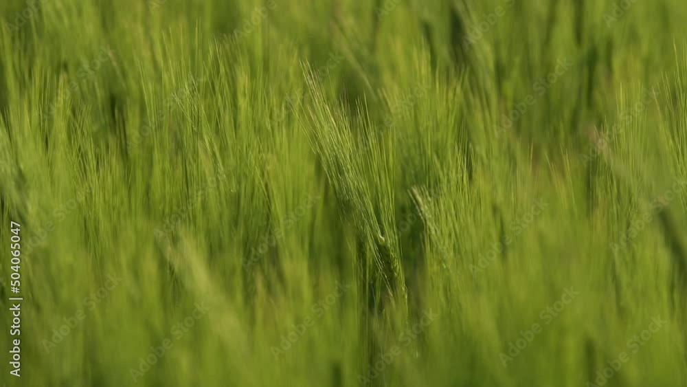 4k video. Close up view with some young green wheat plants on a wheat grain field. Agriculture and farming industry. 4k video. Close up view with some young green wheat plants on a wheat grain field. Agriculture and farming industry.