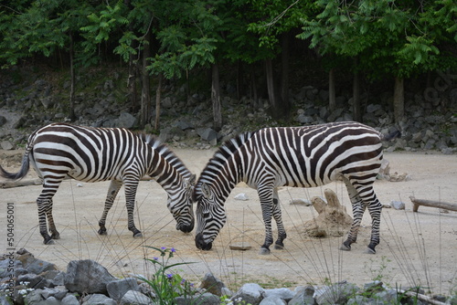 zebras in the zoo