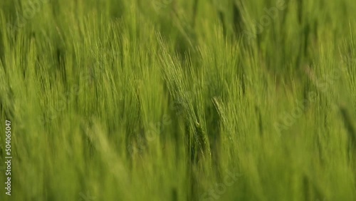 Wallpaper Mural 4k video. Close up view with some young green wheat plants on a wheat grain field. Agriculture and farming industry. Torontodigital.ca