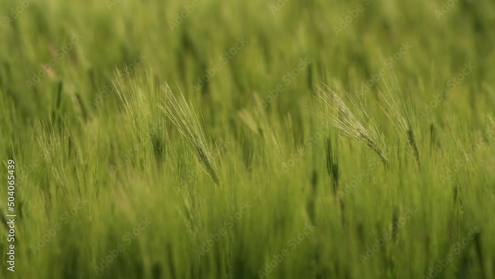 4k video. Close up view with some young green wheat plants on a wheat grain field. Agriculture and farming industry. 4k video. Close up view with some young green wheat plants on a wheat grain field. Agriculture and farming industry.