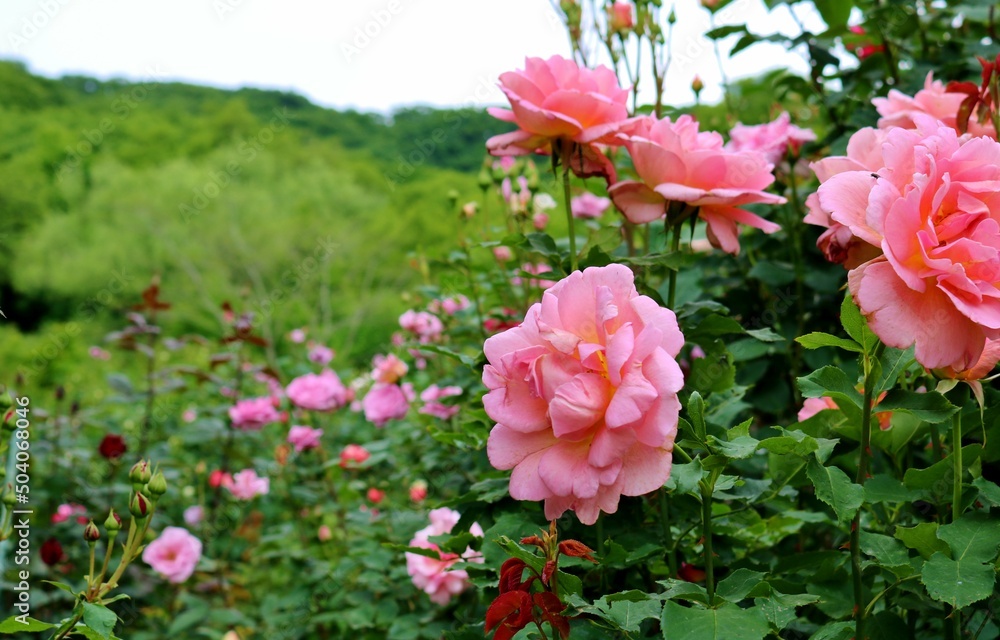 新緑を背にきれいに咲くバラの花　５月のバラ園　みかもやま