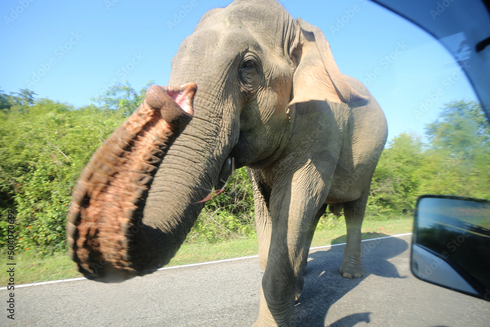Elephant on road - obrazy, fototapety, plakaty 