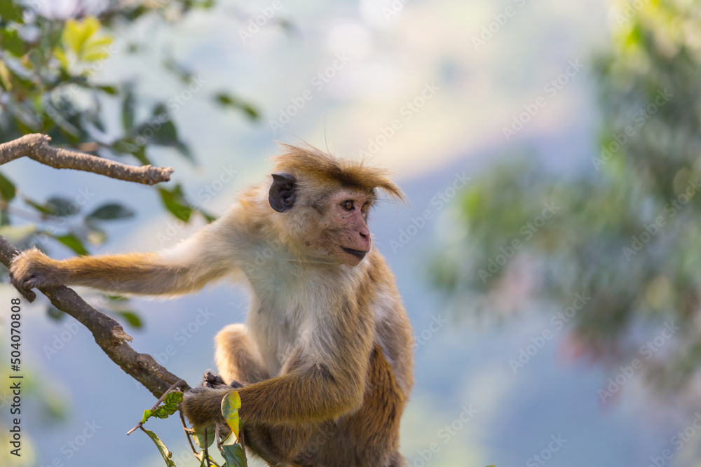 Fototapeta premium Monkey