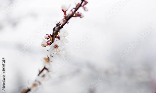 Banner. Macro photography. Spring, nature photo wallpaper. An apricot blooms in the garden. Blooming white buds on the branches of a tree.