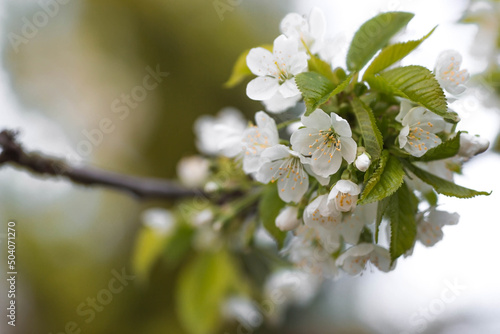 Sakura flowers. Spring, nature wallpaper. Cherry blossom in the garden. Blooming white flowers on the branches of a cherry tree. Macro shot.