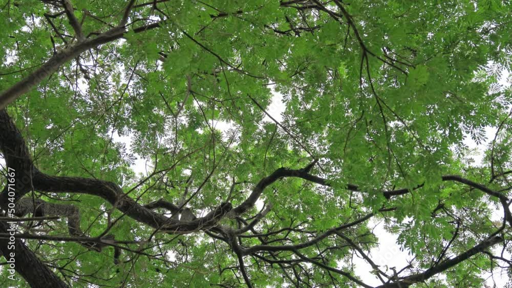 Rain Tree, Samanea Saman large tree with green leaves covered in tropical rainforest Rain Tree, Samanea Saman large tree with green leaves covered in tropical rainforest