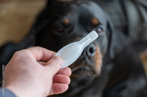 Man holds the flea tick spot-on in his hand against Rottweiler. White sealed package with a veterinary drug for pets. A large black dog sits on the floor of a living room. Close-up. Selective focus.
