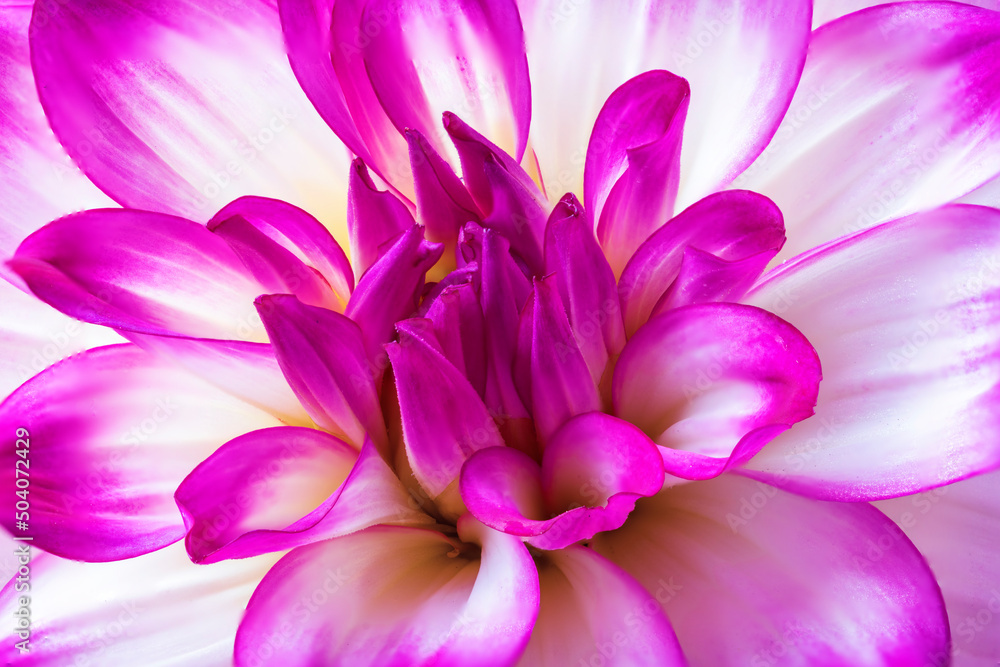 pink and white flower, Dahlia close=up pink and white flower, Dahlia close=up