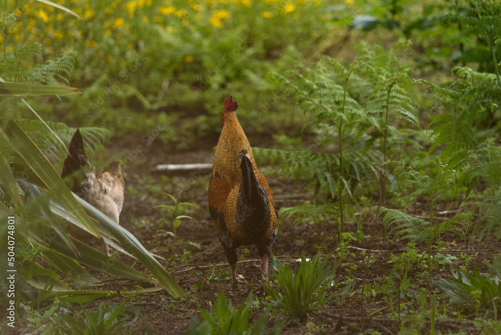 Obraz premium chiken