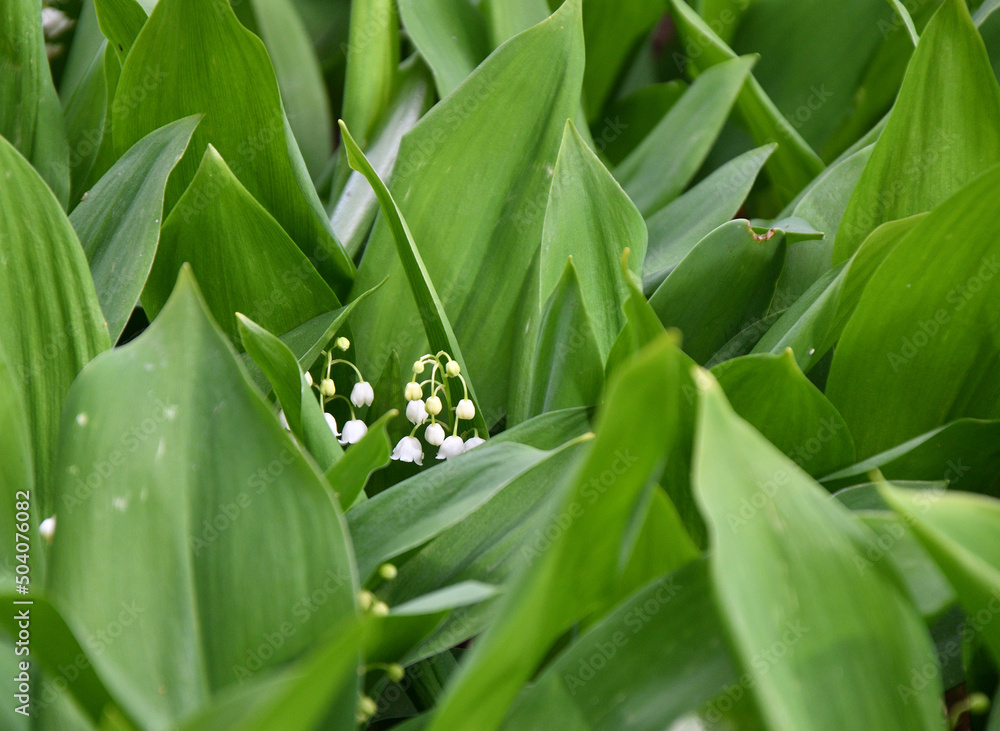 Lily of the valley flower (Lat. Convallaria) is white in the spring forest Lily of the valley flower (Lat. Convallaria) is white in the spring forest