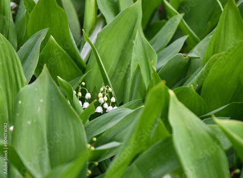 Lily of the valley flower (Lat. Convallaria) is white in the spring forest 