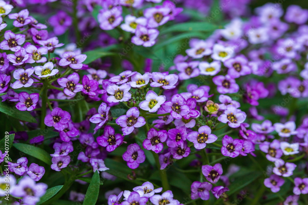 Sweet alyssum purple flowers in the garden , many small flowers Sweet alyssum purple flowers in the garden , many small flowers
