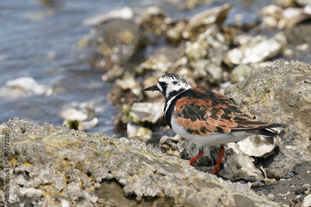 ruddy turnstone in a seashore ruddy turnstone in a seashore