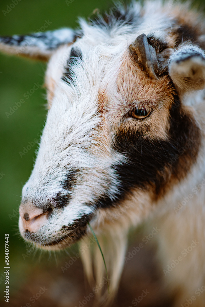 Fototapeta premium portrait of a goat