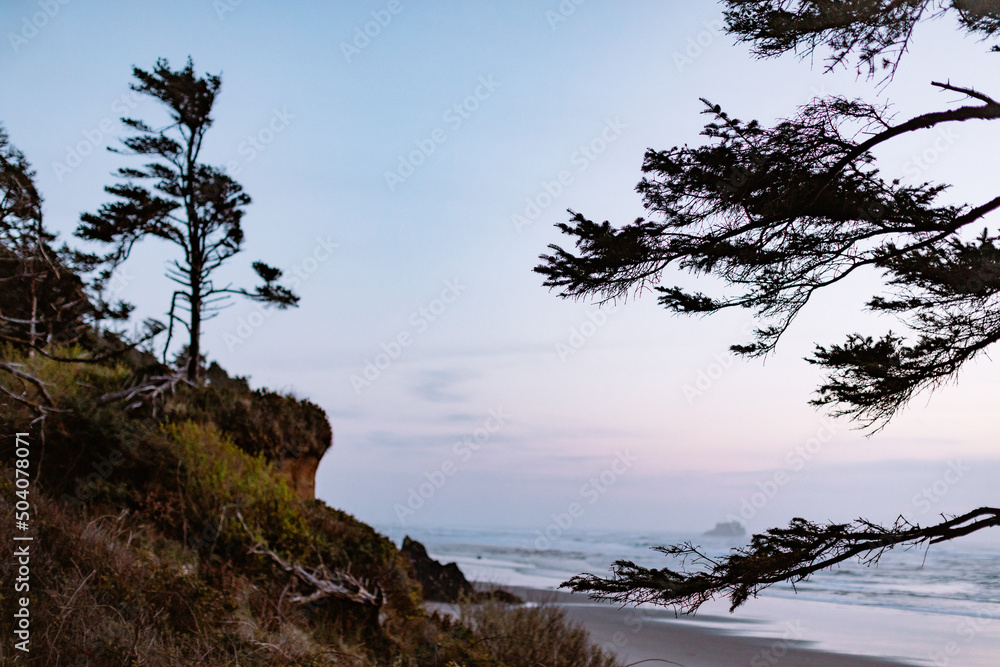 silhouette of a tree on a cliff at Hugg Point silhouette of a tree on a cliff at Hugg Point