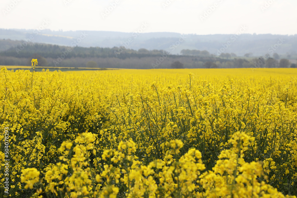 Fototapeta premium A field of bright yellow Rapeseed flowers also known as Canola flowers, located in UK