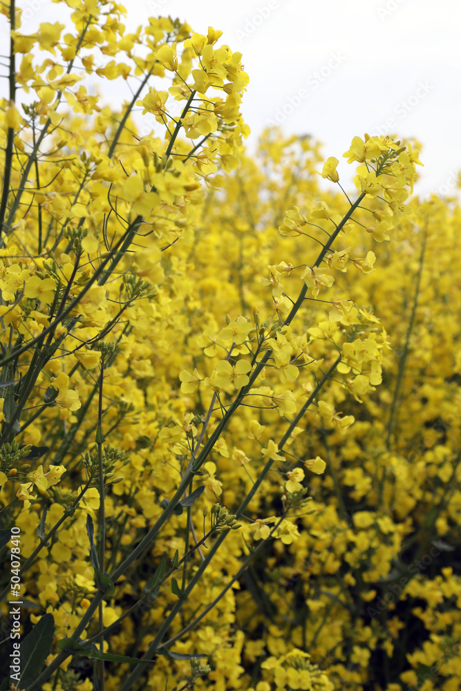 A field of bright yellow Rapeseed flowers also known as Canola flowers, located in UK A field of bright yellow Rapeseed flowers also known as Canola flowers, located in UK