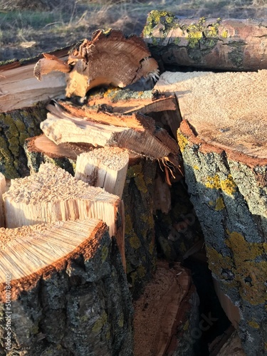 felled tree. chopped stump. wood texture background
