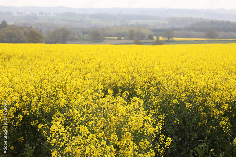 A field of bright yellow Rapeseed flowers also known as Canola flowers, located in UK A field of bright yellow Rapeseed flowers also known as Canola flowers, located in UK
