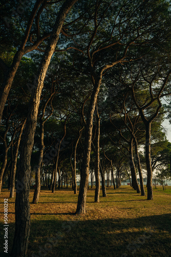 Looking towards The Lido at Parco delle Rimembranze, Venice photo