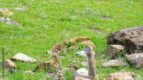 Small squirrel feeds by rocks in Ani historical archeological site, Turkey