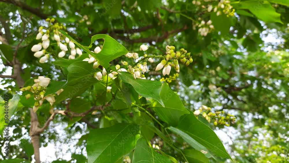 Millettia pinnata flowers. It is a species of tree in the pea family Fabaceae. Its other names Pongamia pinnata, Indian beech and Pongame oiltree. Oil is extracted from its seeds. It is used in many Millettia pinnata flowers. It is a species of tree in the pea family Fabaceae. Its other names Pongamia pinnata, Indian beech and Pongame oiltree. Oil is extracted from its seeds. It is used in many