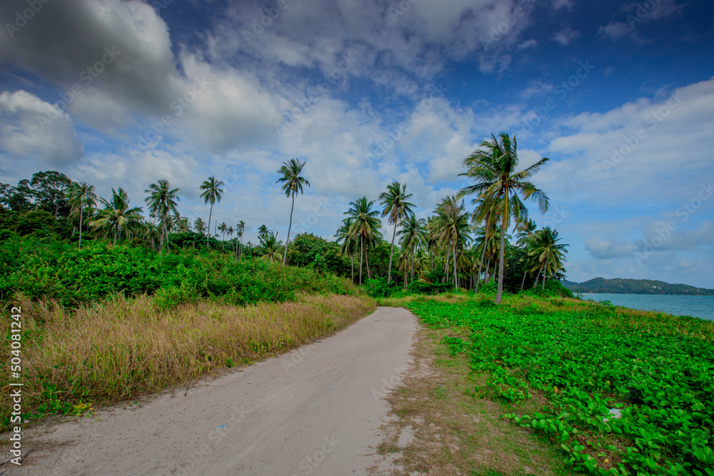 coconut tree natural background Up on the beach on the island or along the high mountains, there is a blur of the wind blowing, the bright blue sky in the summer. coconut tree natural background Up on the beach on the island or along the high mountains, there is a blur of the wind blowing, the bright blue sky in the summer.