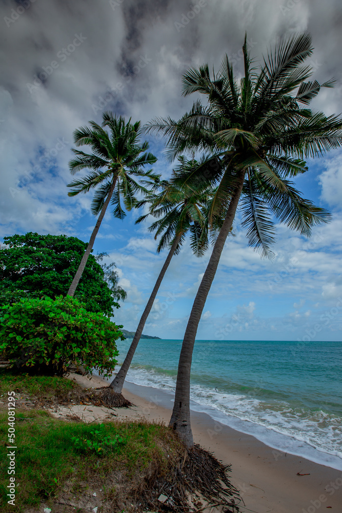 Obraz premium coconut tree natural background Up on the beach on the island or along the high mountains, there is a blur of the wind blowing, the bright blue sky in the summer.