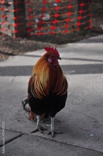 Chicken