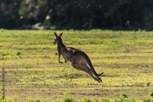 Kangaroo © bcorreabh