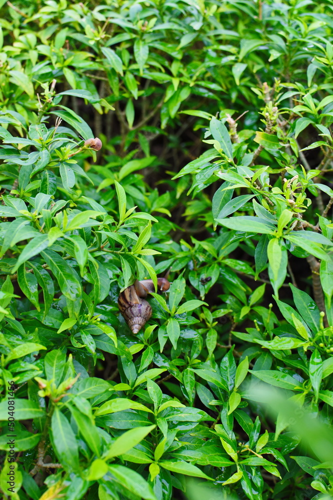 Snail Muller gliding on the wet leaves. Large white mollusk snails with brown striped shell, crawling on vegetables. Helix pomatia, Burgundy, Roman, escargot. Caviar. Kisses of snails in strawberries. Snail Muller gliding on the wet leaves. Large white mollusk snails with brown striped shell, crawling on vegetables. Helix pomatia, Burgundy, Roman, escargot. Caviar. Kisses of snails in strawberries.