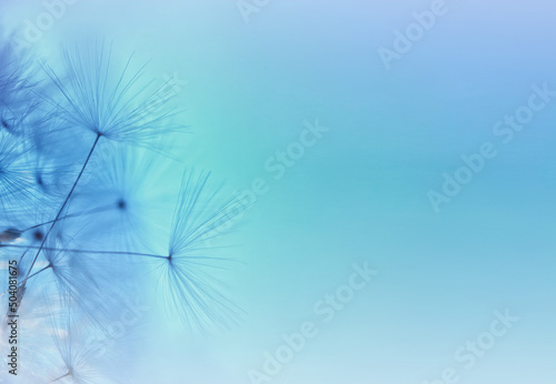 Dandelion seed. Abstract gradient colored macro photo of dandelion plant seeds. Macro flowers. Wide angle photo of dandelion seeds